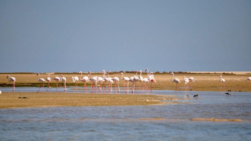 Faro: Ria Formosa Eco Birdwatching Boat Tour - Who Should Book This Tour?