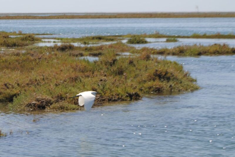 Faro: Ria Formosa Lagoon Small Boat Tour with Local Guide - What’s Included and What to Expect