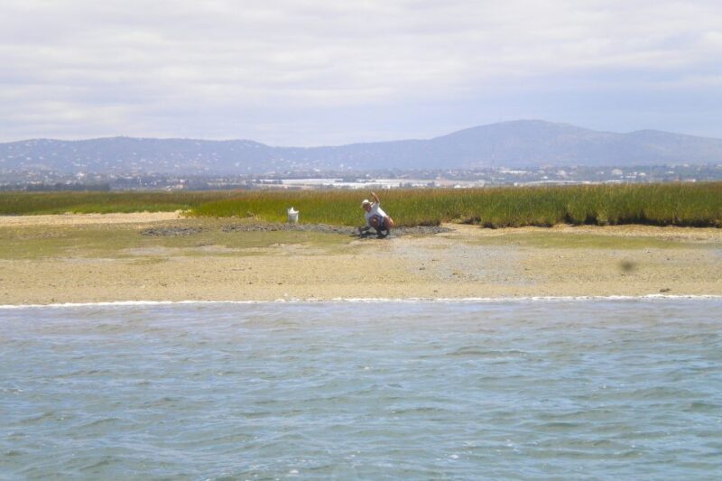 Faro: Ria Formosa Lagoon Small Boat Tour with Local Guide - Why This Tour Offers Great Value