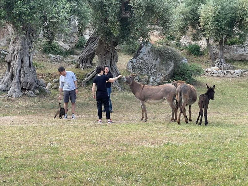 Fasano: e-bike tour to discover the wonders of the area - Key Points