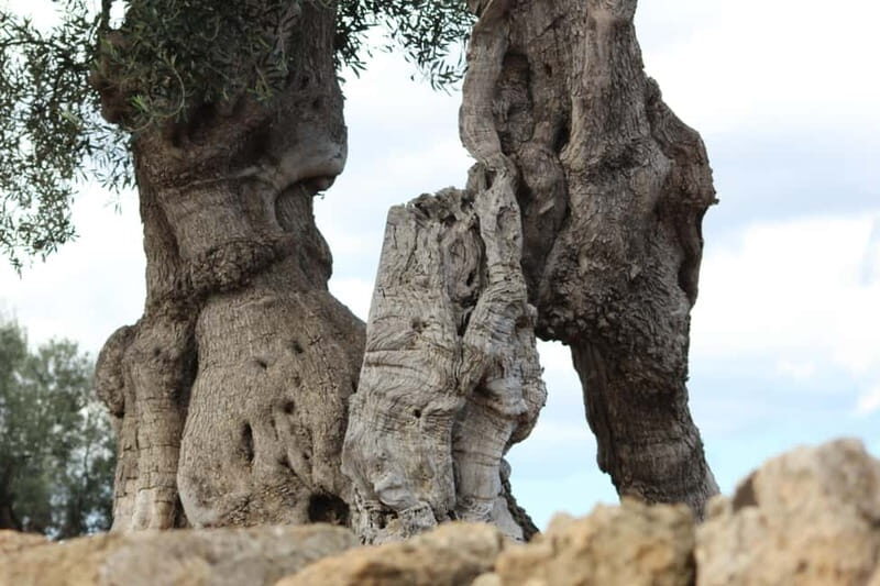 Fasano: e-bike tour to discover the wonders of the area - FAQs