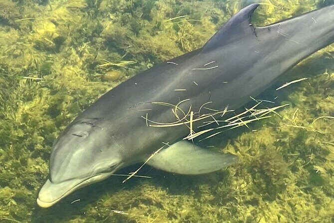 Fast & More Airboat Tour - The Sum Up