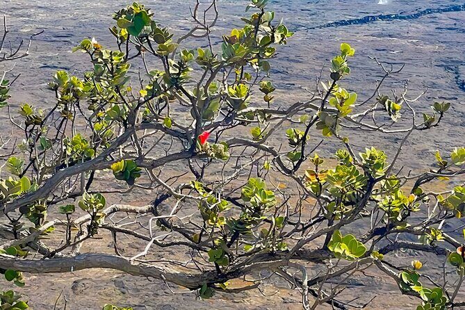 Fat Tire E-Bike Tour for Cruise Guests - Volcanoes National Park - Final Thoughts: Who Should Consider This Tour?