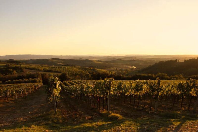 Fattoria La Leccia: Winery Tour and Tastings in Montespertoli - Key Points