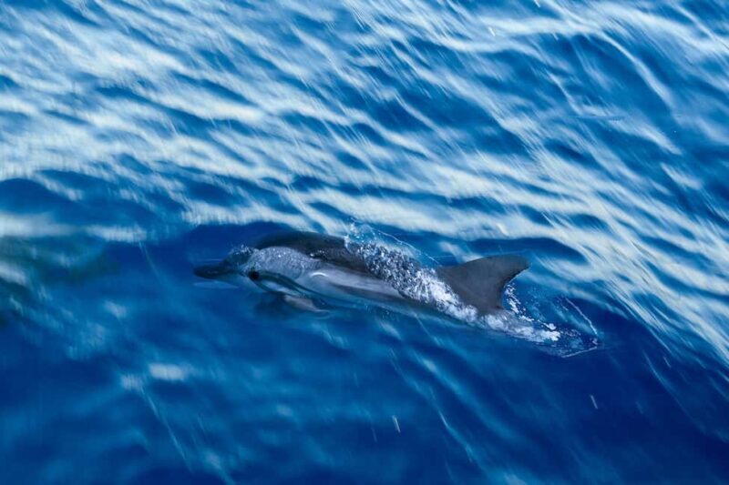 FAZANA Boat Tour Galebove stijene - NP Brijuni with Lunch - The Sum Up