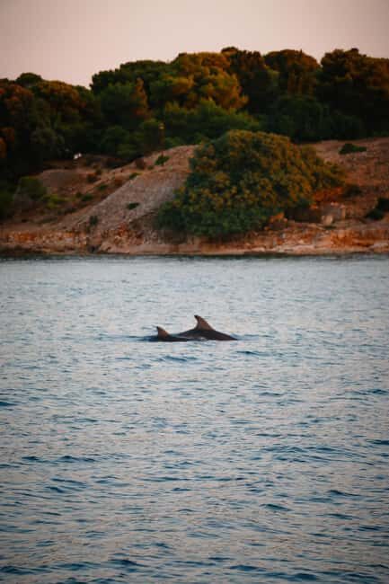 Fazana: Dolphin/Sunset Tour - FAQ