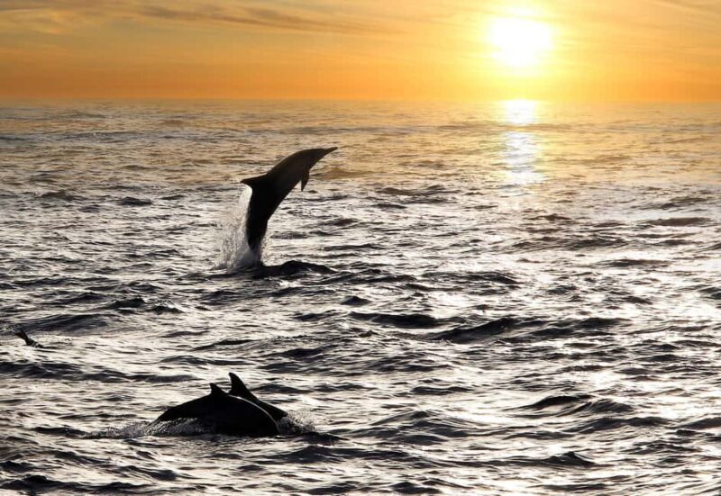 Fazana: Eco Friendly Brijuni Dolphins with Dinner & Drinks - Final Thoughts: Why This Tour Might Be Your Best Choice in Fažana