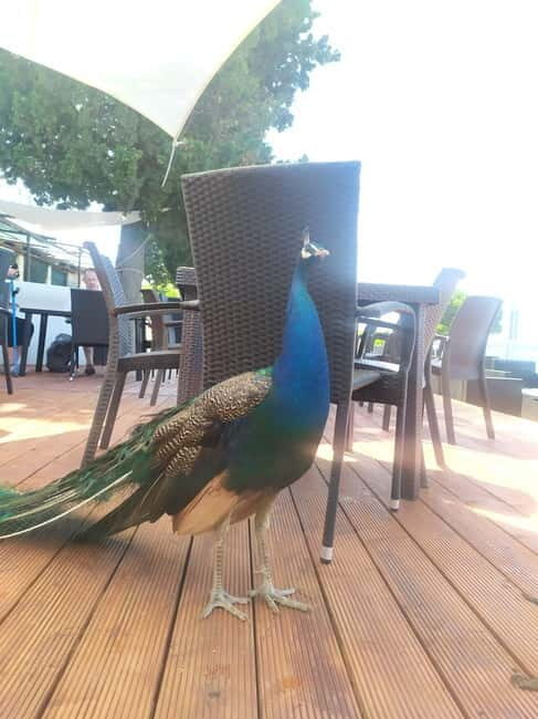 Fazana: Panorama N.P. Brijuni + St. Jerolim Island Stop - The Sum Up