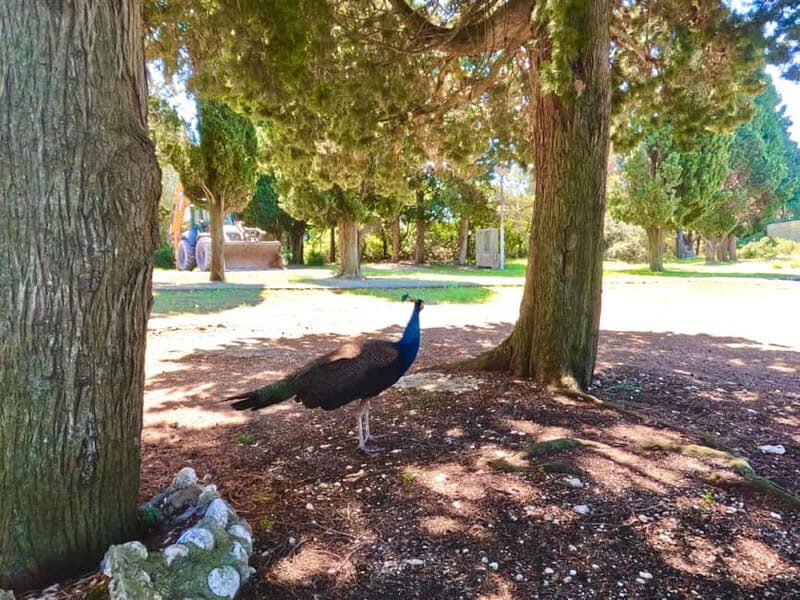 Fazana: Taxi to Sveti Jerolim island - Who Is This Tour Best For?