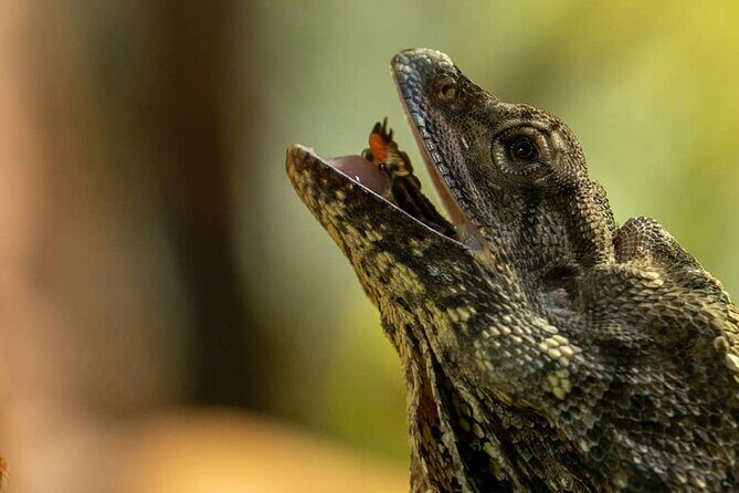 Featherdale Wildlife Park with Exclusive Private Transfers - Analyzing the Tours Practicalities