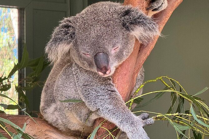 Featherdale Wildlife Park with Exclusive Private Transfers - FAQ