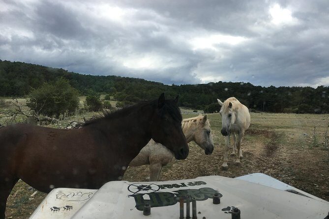 Feel and Taste island Brac with local experts - island adventure to remember - FAQ