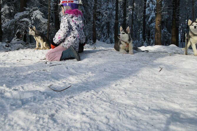 Feel the Magic of Winter with Thrilling Arctic Dog Sled Rides - An In-Depth Look at the Arctic Dog Sled Ride in Poland