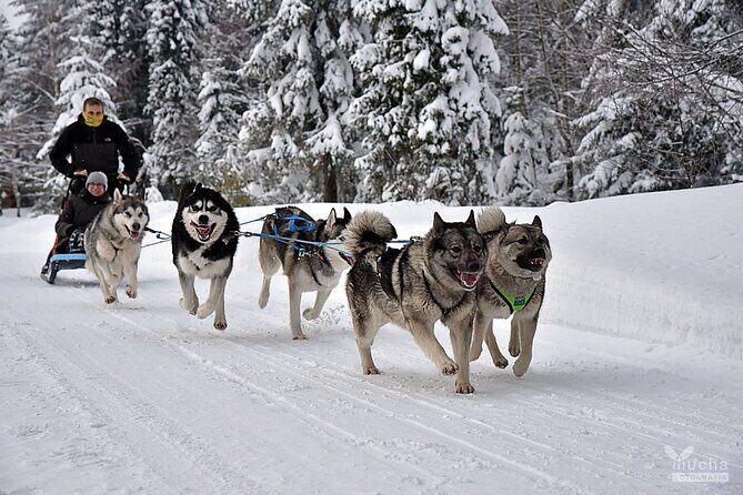 Feel the Magic of Winter with Thrilling Arctic Dog Sled Rides - FAQ