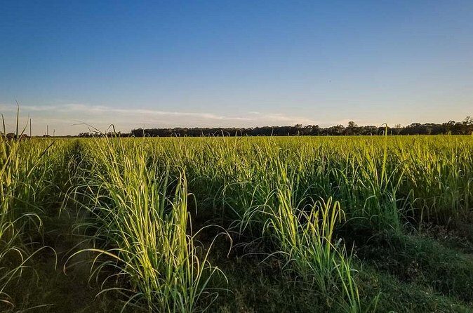 Felicity Plantation Tour - Final Thoughts