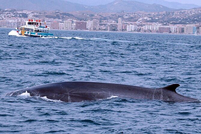 Ferry Benalmádena  Fuengirola - Is This Tour Right for You?