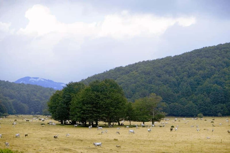 Feudi di San Gregorio: Wine Tasting Experience - Final Thoughts