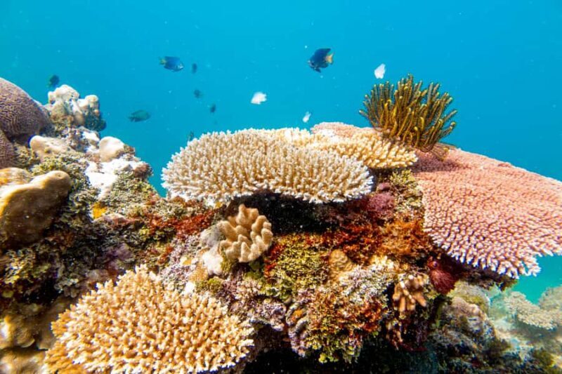 Fiji: Captain Cook Cruises - Island & Reef Day Trip - What Travelers Love Most