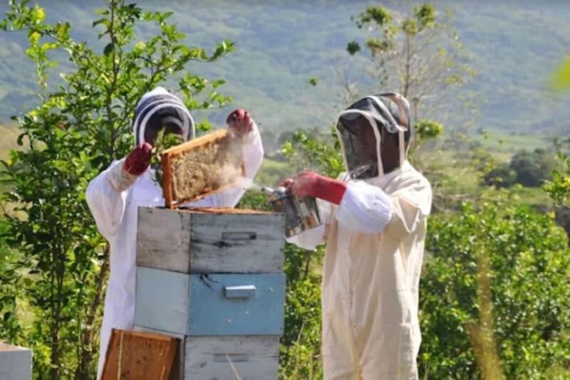 Fiji: Farm Tour: Animals, Honey Tasting & Fijian Cooking - The Reality Check: Value and Expectations