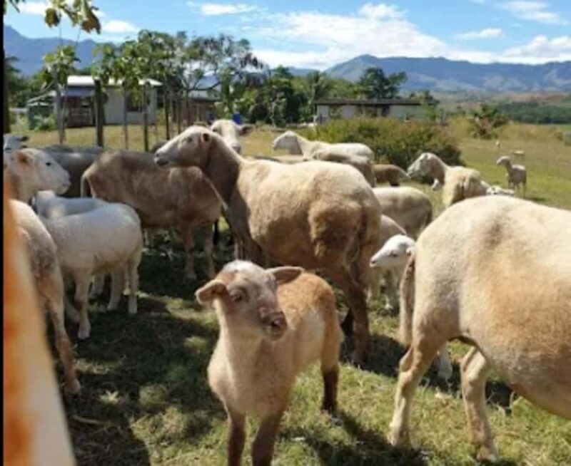 Fiji: Farm Tour: Animals, Honey Tasting & Fijian Cooking - FAQ