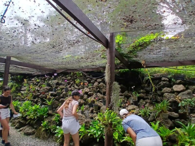 FIJI: Garden of the Sleeping Giant Tour - An Oasis for Orchid Lovers and Peace Seekers