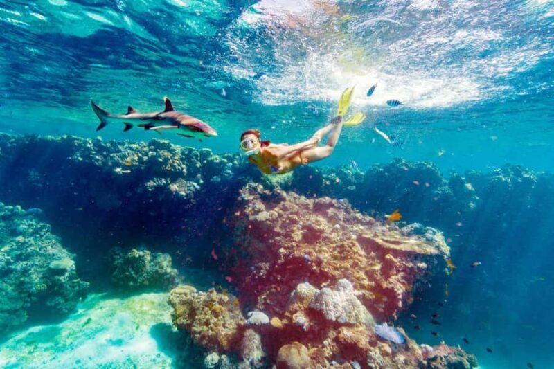 Fiji: Ultimate Encounters Snorkel with Sharks and Lunch - Snorkeling with Reef Sharks: The Main Event