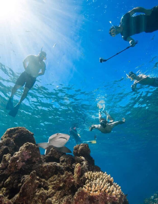Fiji: Ultimate Encounters Snorkel with Sharks and Lunch - The Lunch Experience and Overall Value