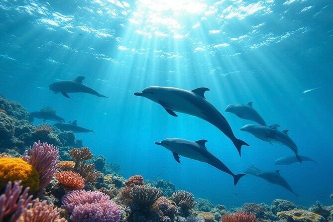 Fijis Best Dolphins tour and Snorkeling Adventure - Key Points