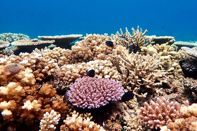 Fijis Best Dolphins tour and Snorkeling Adventure - An Introduction to the Tour: What You Can Expect