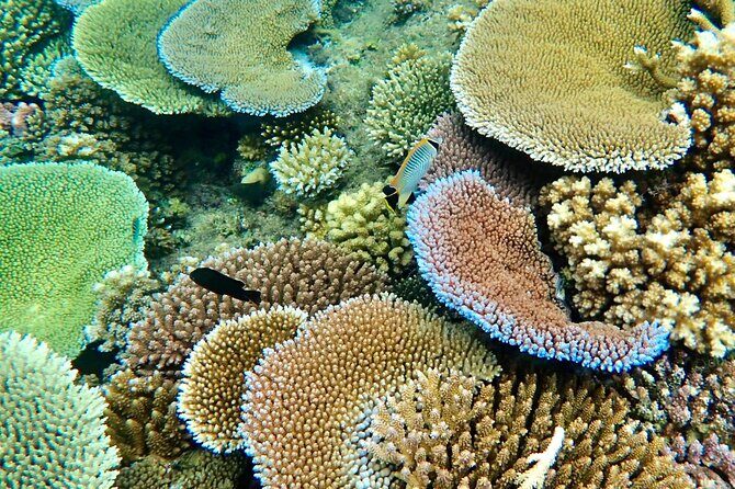 Fijis Best Dolphins tour and Snorkeling Adventure - Authentic Experiences and Genuine Value