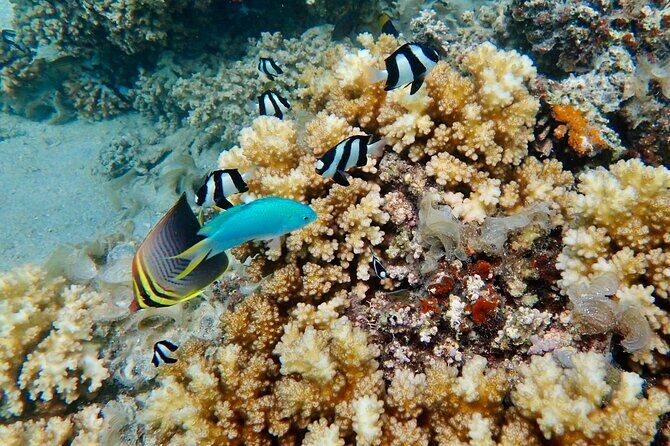 Fijis Best Dolphins tour and Snorkeling Adventure - Who Will Enjoy This Tour?