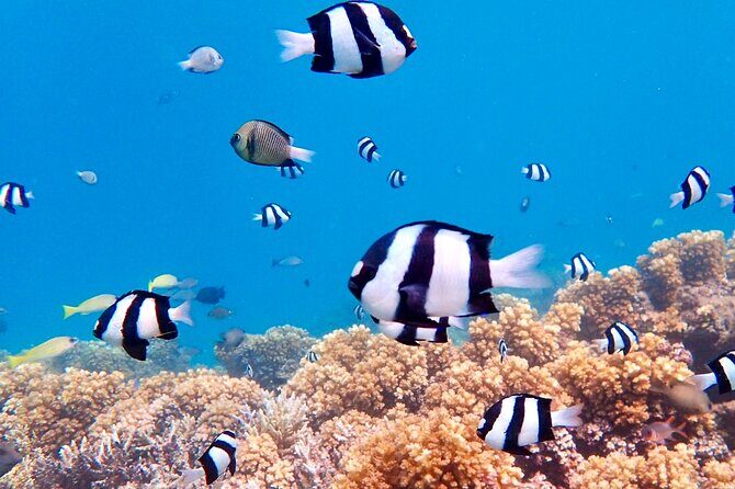 Fijis Best Dolphins tour and Snorkeling Adventure - Final Thoughts