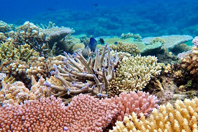 Fijis Best Dolphins tour and Snorkeling Adventure - FAQs