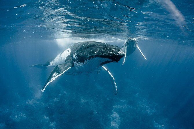 Fiji's Full-Day Sabeto Safari 4WD Adventure - Who Is This Tour Best For?