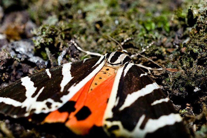 Filerimos Hill & Butterflies Valley Adventure! - Who Would Love This Tour?