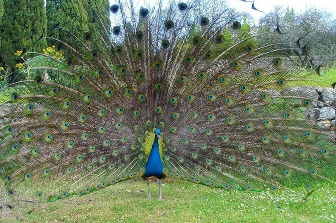 Filerimos Hill & Valley of Butterflies - Introduction: A Scenic and Cultural Day Out on Rhodes
