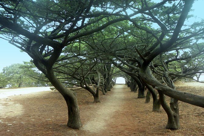 Filerimos Hill & Valley of Butterflies - Exploring the Itinerary: What to Expect