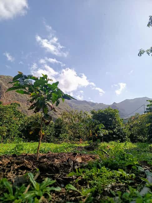 Finca Los Castaños: Agaete Valley Coffee Tour & Tasting - Explore the Agaete Valley and the Coffee Plantation