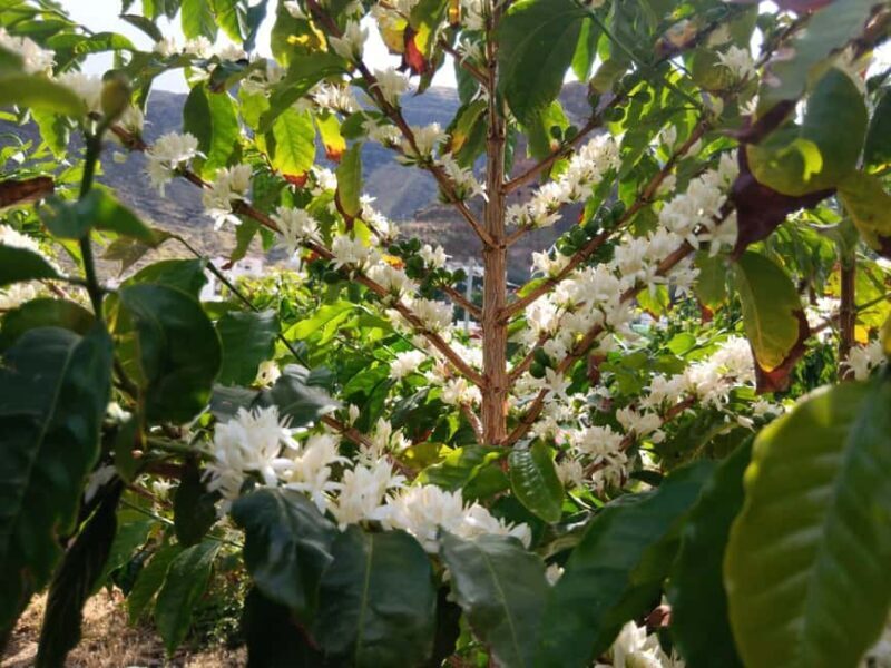 Finca Los Castaños: Agaete Valley Coffee Tour & Tasting - The Coffee Tasting Experience