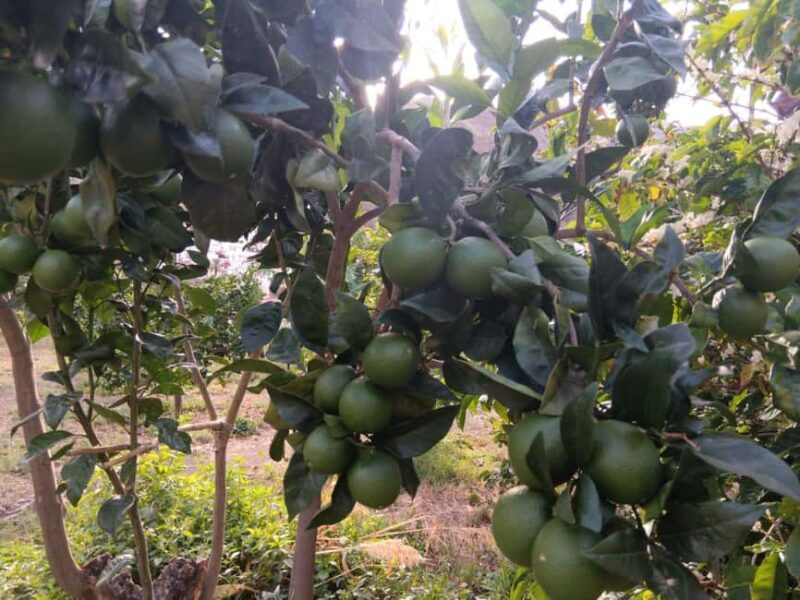 Finca Los Castaños: Agaete Valley Coffee Tour & Tasting - Practical Details and Tips