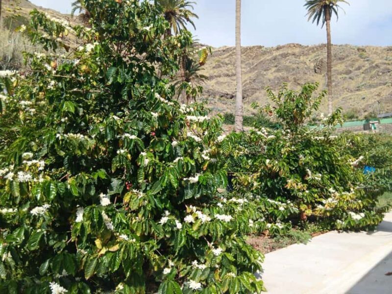 Finca Los Castaños: Agaete Valley Coffee Tour & Tasting - Authenticity and Unique Value