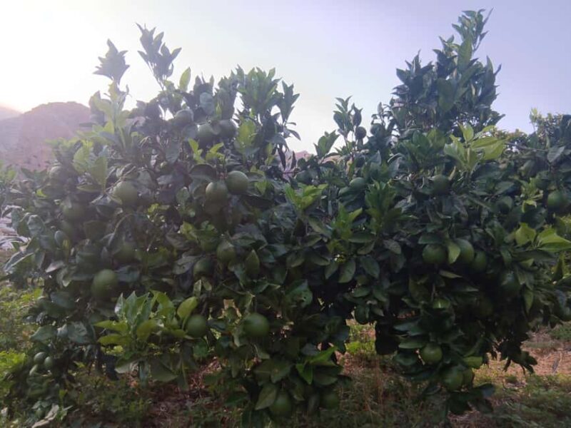 Finca Los Castaños: Agaete Valley Coffee Tour & Tasting - Who Will Love This Tour?