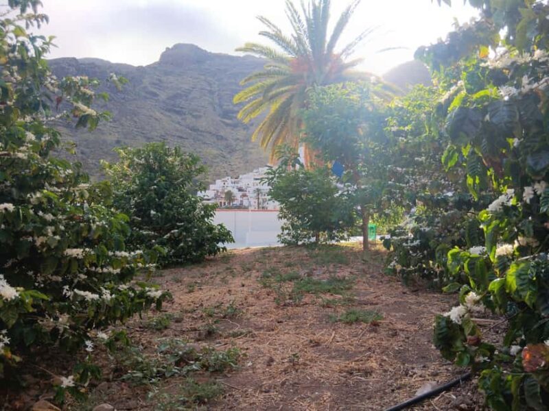 Finca Los Castaños: Agaete Valley Coffee Tour & Tasting - Final Thoughts