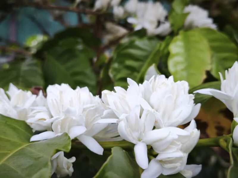 Finca Los Castaños: Agaete Valley Coffee Tour & Tasting - FAQ