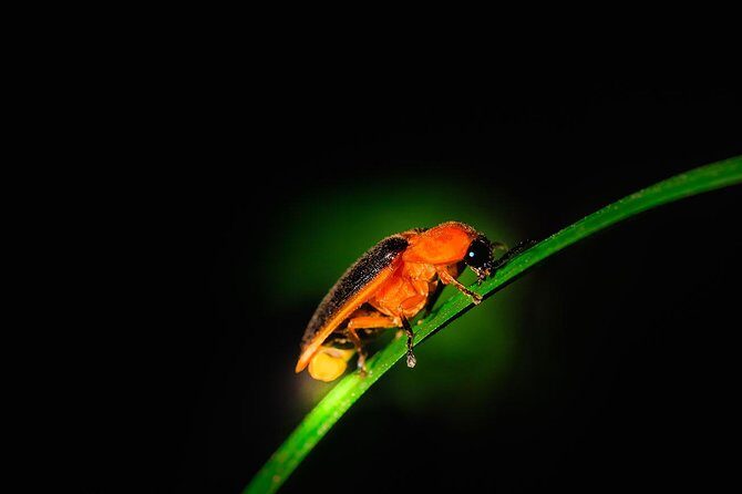 Fireflies and Hots Spring Nature Tour by KLASH - Practical Details & Tips for the Tour
