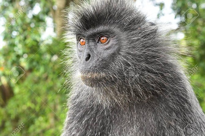 Fireflies Cruise with Batu Cave Visit and Seafood Dinner - Key Points