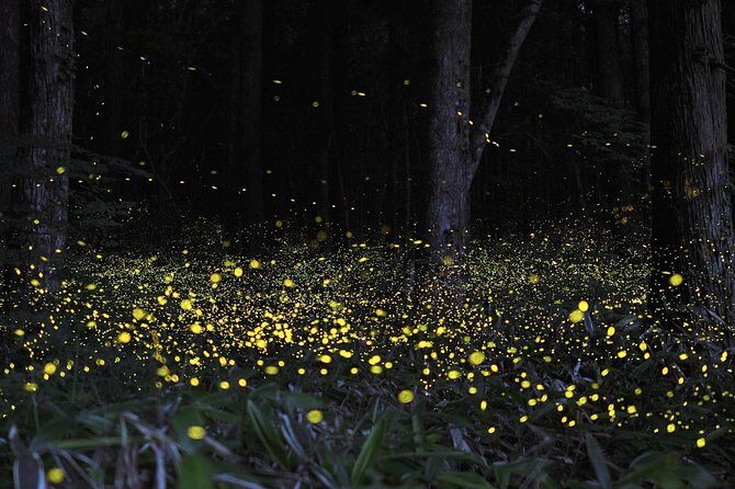 Fireflies Cruise with Batu Cave Visit and Seafood Dinner - FAQ