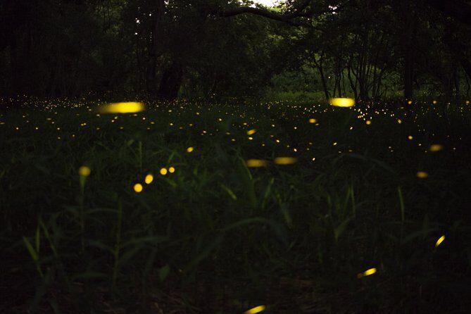 Fireflies Tour in Cherating - An In-Depth Look at the Cherating Firefly Tour