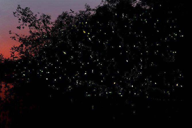 Firefly Tour Johor Bahru@Kota Tinggi Firefly Park - Firefly Tour Johor Bahru @Kota Tinggi Firefly Park: A Natural Light Show