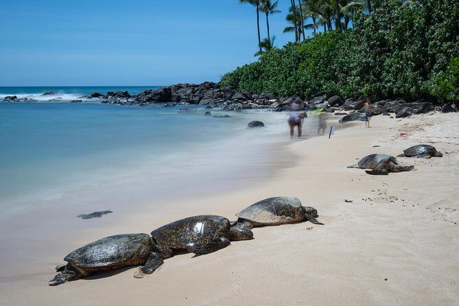 First Day Must: Oahu Sunrise & Circle Island Adventure - Final Thoughts